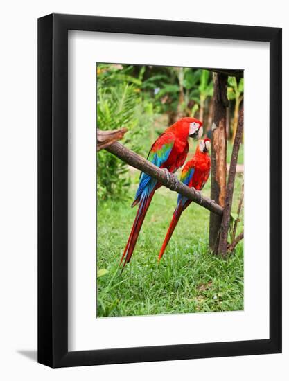 Parrots: Scarlet Macaw (Ara Macao)-zanskar-Framed Photographic Print