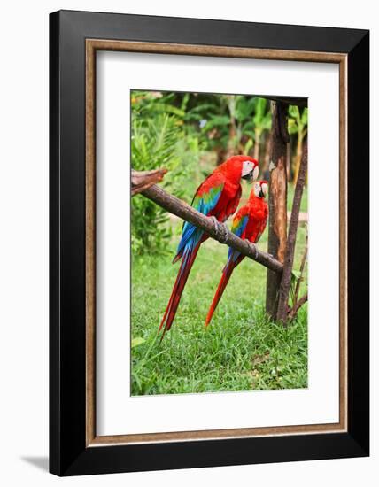 Parrots: Scarlet Macaw (Ara Macao)-zanskar-Framed Photographic Print