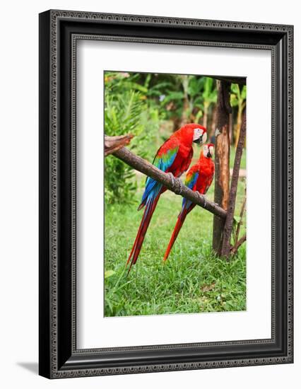 Parrots: Scarlet Macaw (Ara Macao)-zanskar-Framed Photographic Print