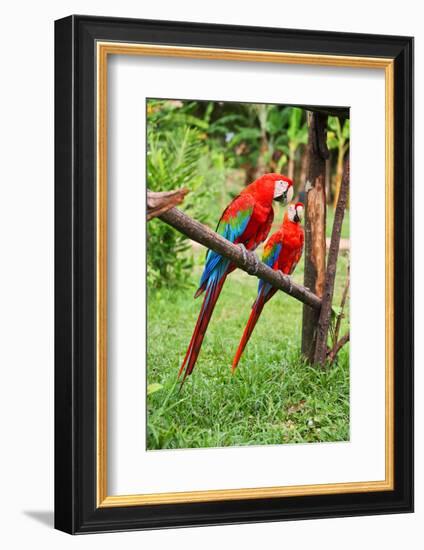 Parrots: Scarlet Macaw (Ara Macao)-zanskar-Framed Photographic Print