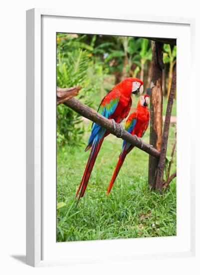 Parrots: Scarlet Macaw (Ara Macao)-zanskar-Framed Photographic Print