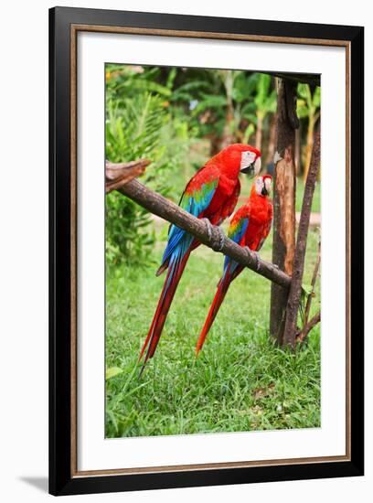 Parrots: Scarlet Macaw (Ara Macao)-zanskar-Framed Photographic Print