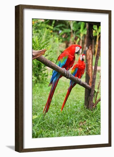 Parrots: Scarlet Macaw (Ara Macao)-zanskar-Framed Photographic Print