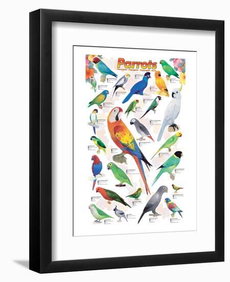 Parrots-null-Framed Premium Giclee Print