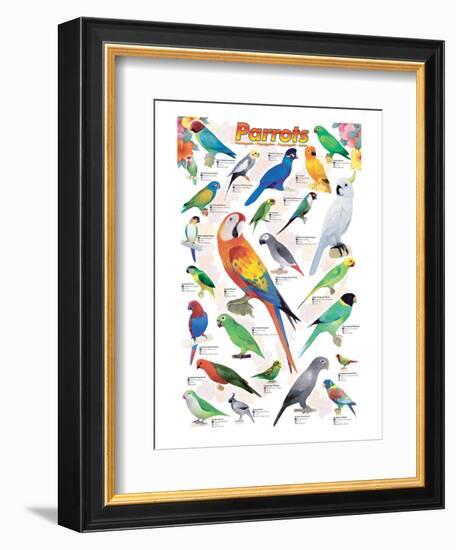 Parrots-null-Framed Premium Giclee Print