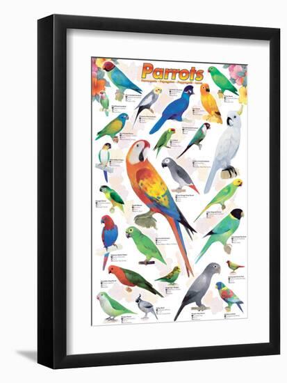 Parrots-null-Framed Art Print