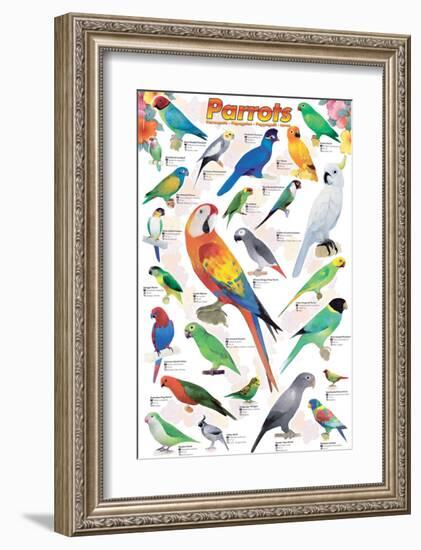 Parrots-null-Framed Art Print