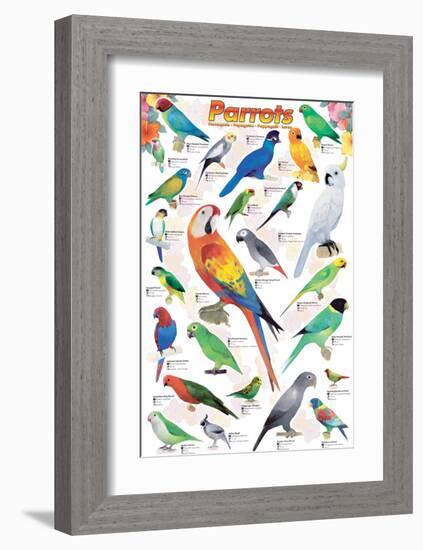 Parrots-null-Framed Art Print