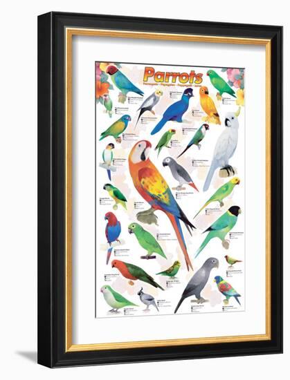 Parrots-null-Framed Art Print