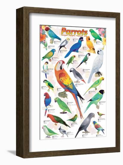 Parrots-null-Framed Art Print