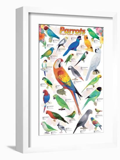 Parrots-null-Framed Art Print