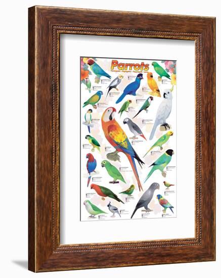 Parrots-null-Framed Art Print