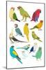 Parrots-Hanna Melin-Mounted Art Print