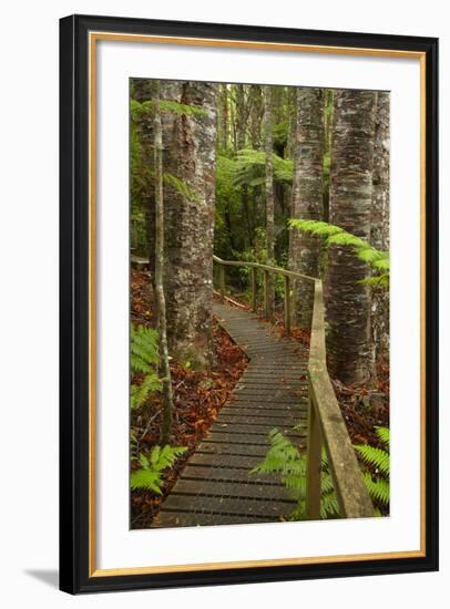 Parry Kauri Park, Auckland Region, North Island, New Zealand-David Wall-Framed Photographic Print