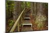 Parry Kauri Park, Auckland Region, North Island, New Zealand-David Wall-Mounted Photographic Print