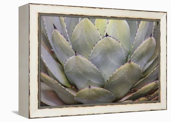 Parry's agave or mescal agave.-Mallorie Ostrowitz-Framed Premier Image Canvas