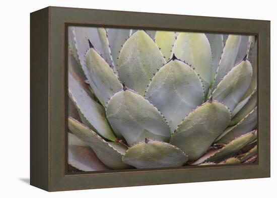 Parry's agave or mescal agave.-Mallorie Ostrowitz-Framed Premier Image Canvas