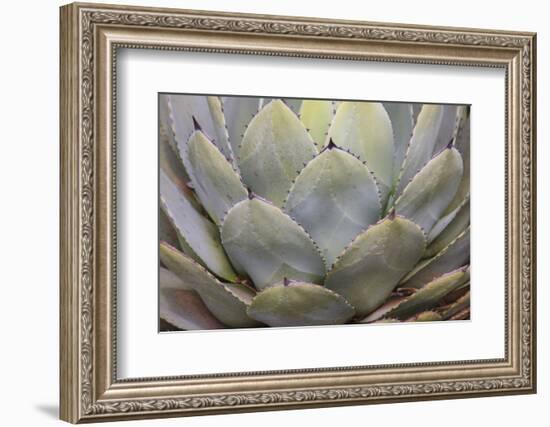 Parry's agave or mescal agave.-Mallorie Ostrowitz-Framed Photographic Print