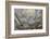 Parry's agave or mescal agave.-Mallorie Ostrowitz-Framed Photographic Print