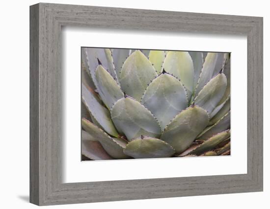 Parry's agave or mescal agave.-Mallorie Ostrowitz-Framed Photographic Print