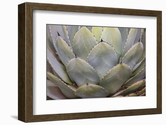 Parry's agave or mescal agave.-Mallorie Ostrowitz-Framed Photographic Print