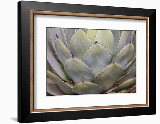 Parry's agave or mescal agave.-Mallorie Ostrowitz-Framed Photographic Print