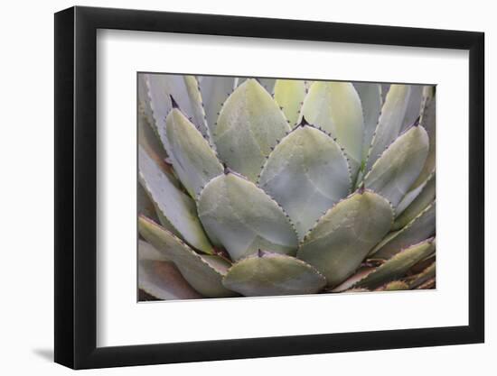 Parry's agave or mescal agave.-Mallorie Ostrowitz-Framed Photographic Print