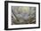 Parry's agave or mescal agave.-Mallorie Ostrowitz-Framed Photographic Print