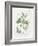 Parsley and Sage-Elissa Della-piana-Framed Art Print