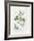 Parsley and Sage-Elissa Della-piana-Framed Art Print