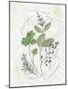 Parsley and Sage-Elissa Della-piana-Mounted Art Print