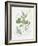 Parsley and Sage-Elissa Della-piana-Framed Art Print