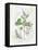 Parsley and Sage-Elissa Della-piana-Framed Stretched Canvas