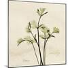 Parsley Moment-Albert Koetsier-Mounted Art Print