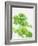 Parsley-Friedrich Strauss-Framed Photographic Print