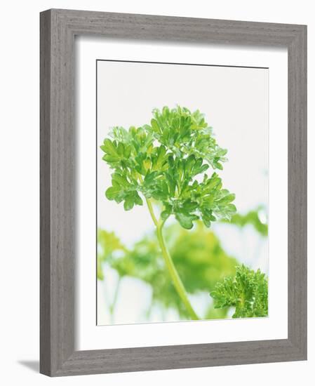 Parsley-Friedrich Strauss-Framed Photographic Print