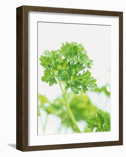 Parsley-Friedrich Strauss-Framed Photographic Print