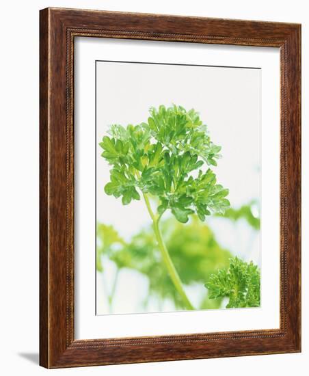 Parsley-Friedrich Strauss-Framed Photographic Print