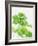 Parsley-Friedrich Strauss-Framed Photographic Print