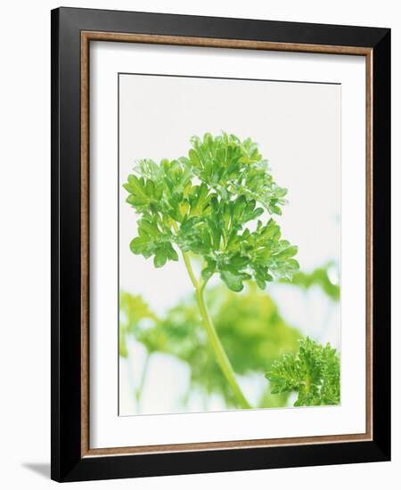 Parsley-Friedrich Strauss-Framed Photographic Print