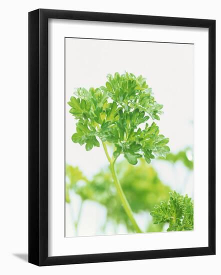 Parsley-Friedrich Strauss-Framed Photographic Print