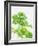 Parsley-Friedrich Strauss-Framed Photographic Print