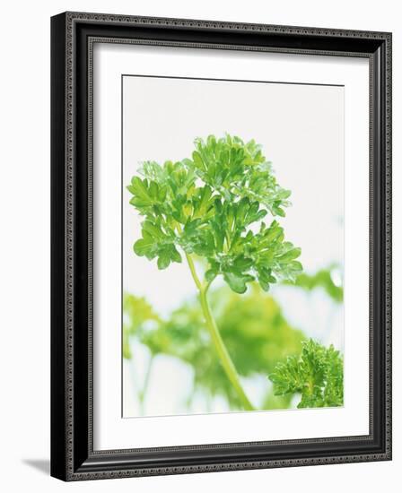 Parsley-Friedrich Strauss-Framed Photographic Print