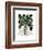 Parsnip 1-Fab Funky-Framed Art Print