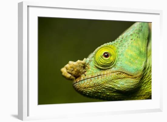 Parson's Chameleon, Andasibe-Mantadia National Park, Madagascar-Paul Souders-Framed Photographic Print