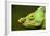 Parson's Chameleon, Andasibe-Mantadia National Park, Madagascar-Paul Souders-Framed Photographic Print