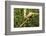 Parson's Chameleon, Andasibe-Mantadia National Park, Madagascar-Paul Souders-Framed Photographic Print