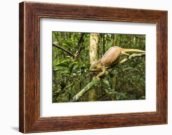 Parson's Chameleon, Andasibe-Mantadia National Park, Madagascar-Paul Souders-Framed Photographic Print