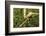 Parson's Chameleon, Andasibe-Mantadia National Park, Madagascar-Paul Souders-Framed Photographic Print