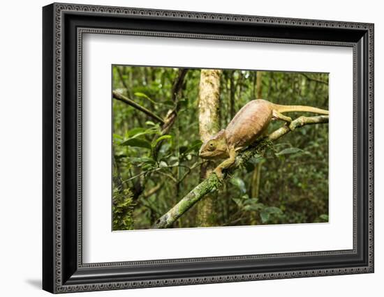 Parson's Chameleon, Andasibe-Mantadia National Park, Madagascar-Paul Souders-Framed Photographic Print